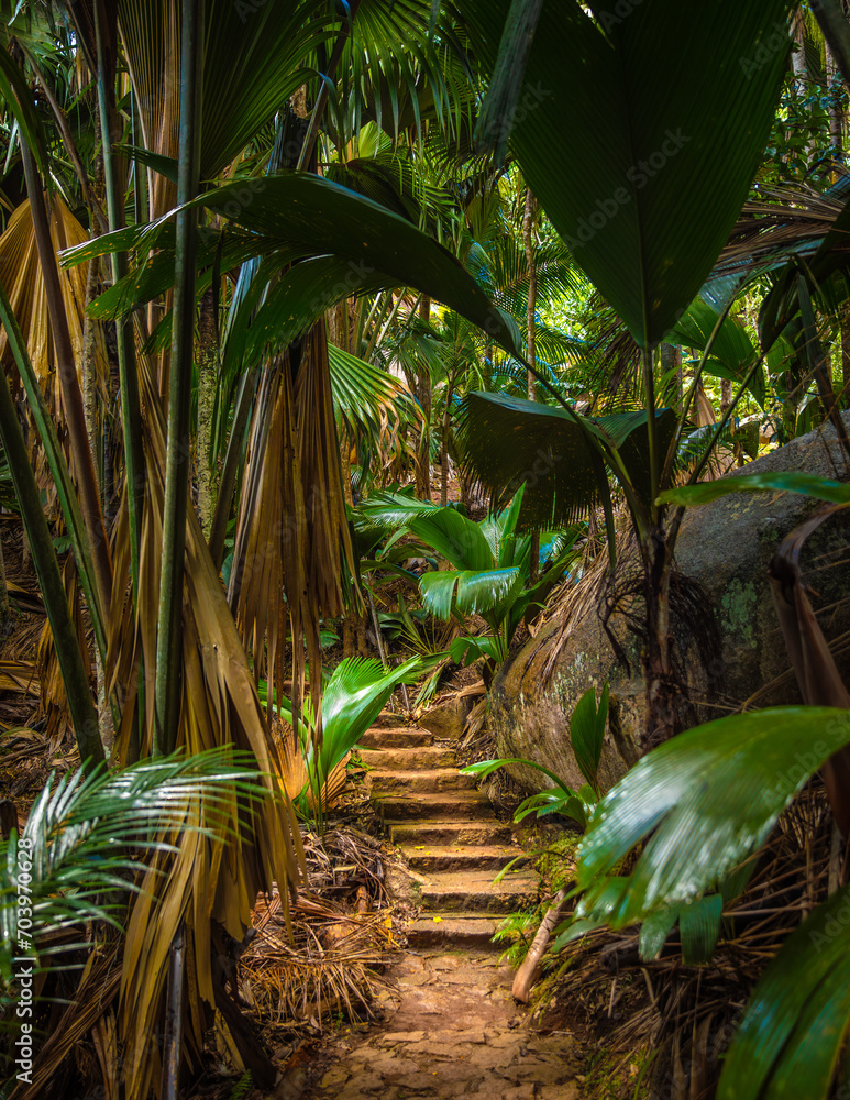 The Vallee De Mai palm forest. May Valley, island of Praslin, Seychelles