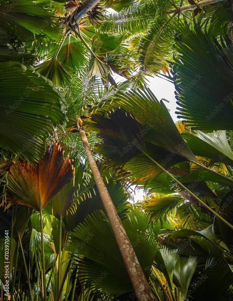 The Vallee De Mai palm forest. May Valley, island of Praslin, Seychelles