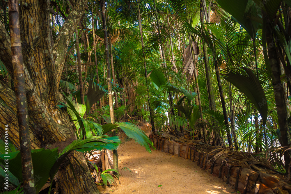 The Vallee De Mai palm forest. May Valley, island of Praslin, Seychelles
