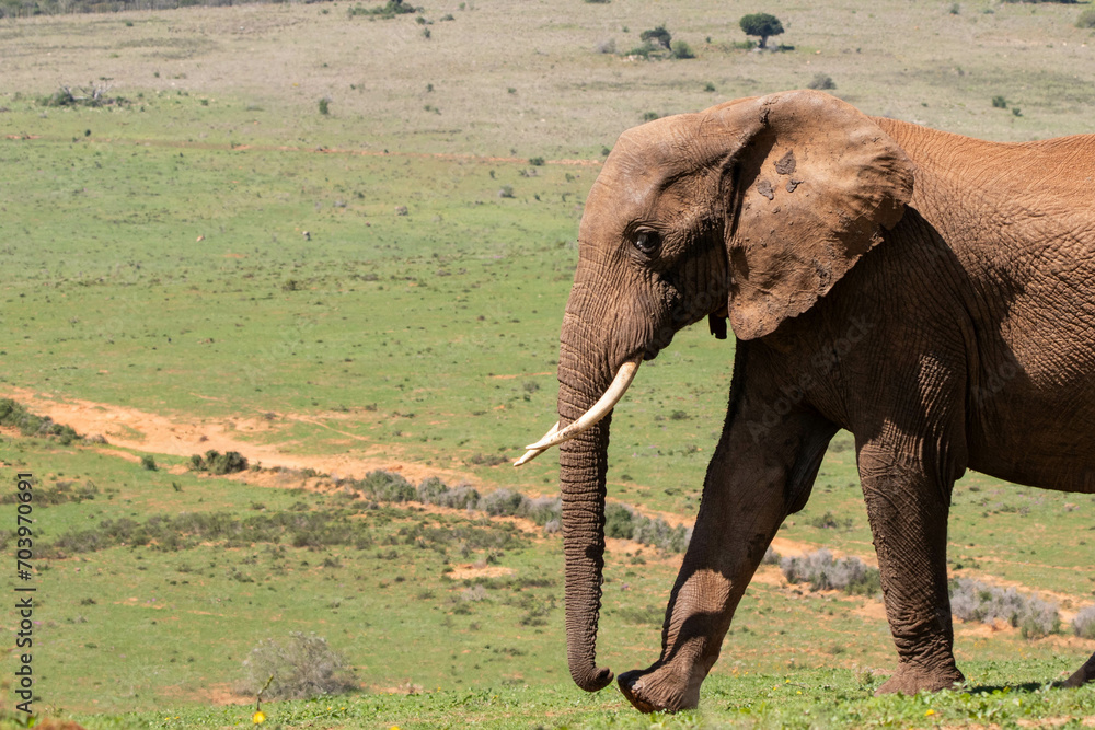 Obraz premium Elefant