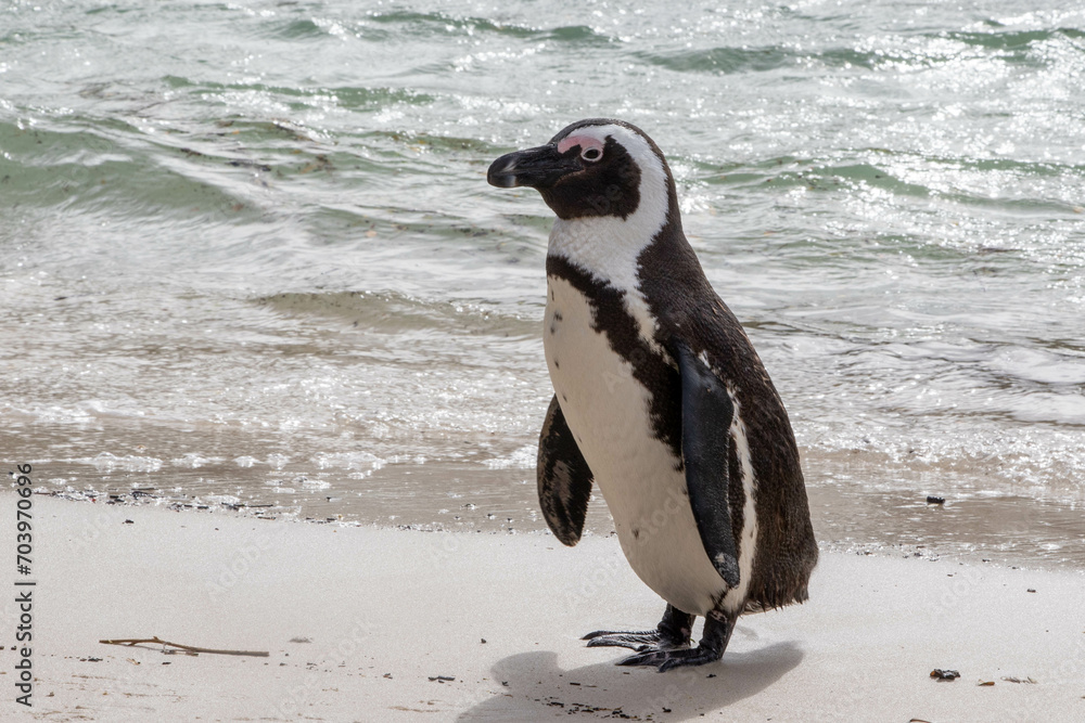 Obraz premium Pinguin am Strand