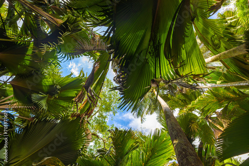 Obraz na płótnie The Vallee De Mai palm forest. May Valley, island of Praslin, Seychelles w salonie