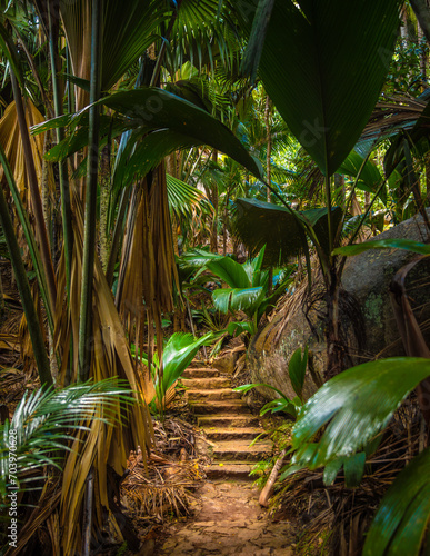 Obraz na płótnie The Vallee De Mai palm forest. May Valley, island of Praslin, Seychelles w salonie