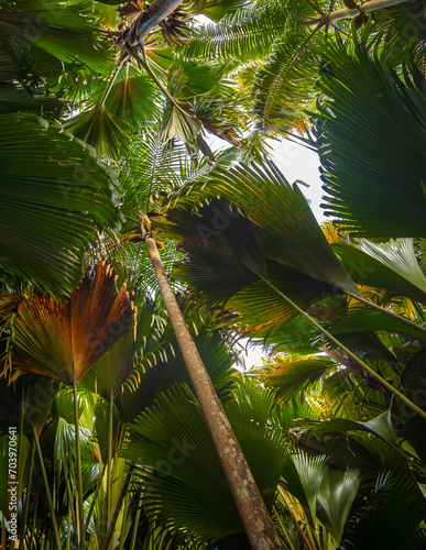 Obraz na płótnie The Vallee De Mai palm forest. May Valley, island of Praslin, Seychelles w salonie