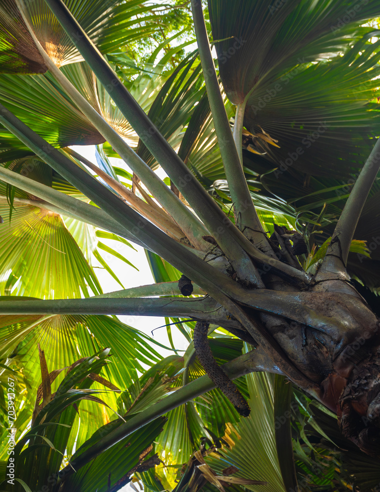 Coco de mer or sea coconut, or double coconut is the largest and sexiest nut in the world. Seychelles