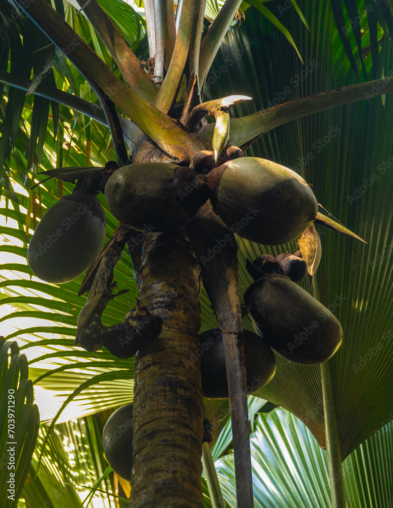 Coco de mer or sea coconut, or double coconut is the largest and sexiest nut in the world. Seychelles