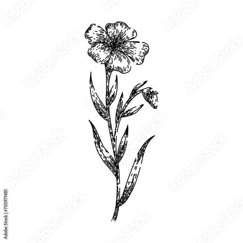 flower flax hand drawn. flaxseed field, vector fabric, nature seed flower flax vector sketch. isolated black illustration