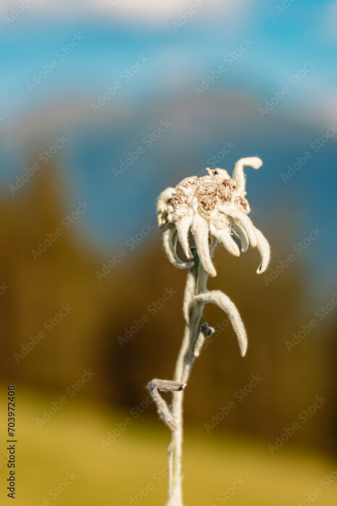 Leontopodium alpinum, Edelweiss, at the famous Maria Waldrast monastery, Matrei am Brenner, Innsbruck, Tyrol, Austria Leontopodium alpinum, Edelweiss, at the famous Maria Waldrast monastery, Matrei am Brenner, Innsbruck, Tyrol, Austria