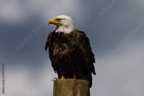 bald eagle perched in beautiful light, seen in the wild in  Montana © ranchorunner
