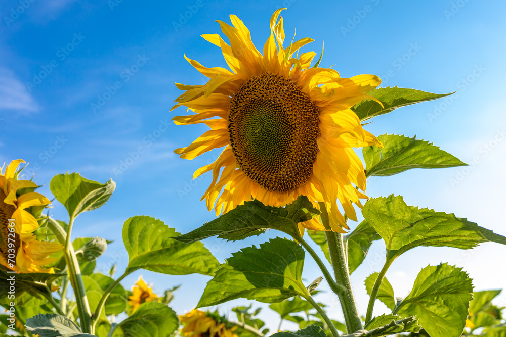 Sunflower flower in the field against the blue sky on a sunny summer day Sunflower flower in the field against the blue sky on a sunny summer day