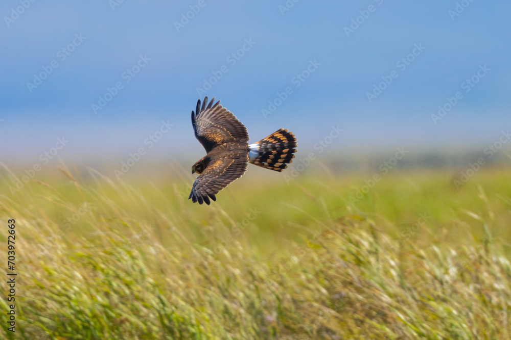 Obraz premium Close view of a male (Northern harrier) flying, seen in the wild in Montana