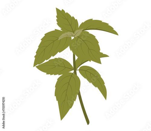 Basil isolated. Green basil leaf flat lay on white. Basil leaves side view. Vector illustration