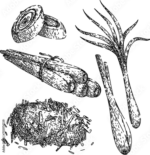 lemongrass set hand drawn. vector plant, leaf top, illustration botanical lemongrass vector sketch. isolated black illustration