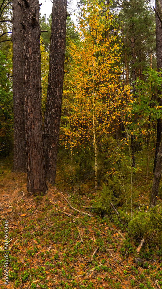 Fototapeta premium Autumn colors in the forest.