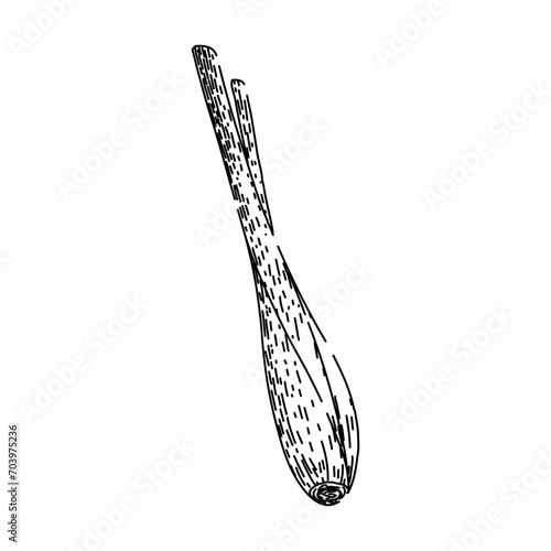 grass lemongrass hand drawn. vector plant, leaf top, illustration botanical grass lemongrass vector sketch. isolated black illustration