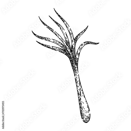 plant lemongrass hand drawn. leaf top, illustration botanical, oil hot plant lemongrass vector sketch. isolated black illustration