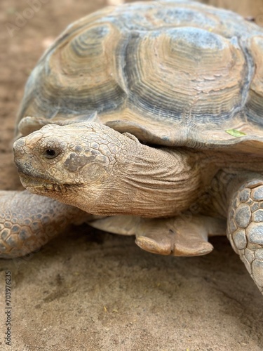 Image of a tortoise walking along a winding path in a natural setting