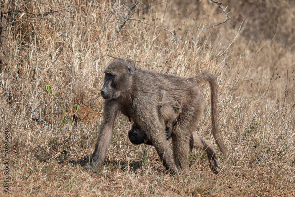 Female African Baboon monkey carrying a baby, Hluhluwe–iMfolozi Park, South Africa Female African Baboon monkey carrying a baby, Hluhluwe–iMfolozi Park, South Africa