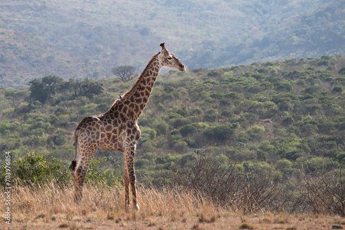 Bird posed on a giraffe at Hluhluwe–iMfolozi Park, South Africa