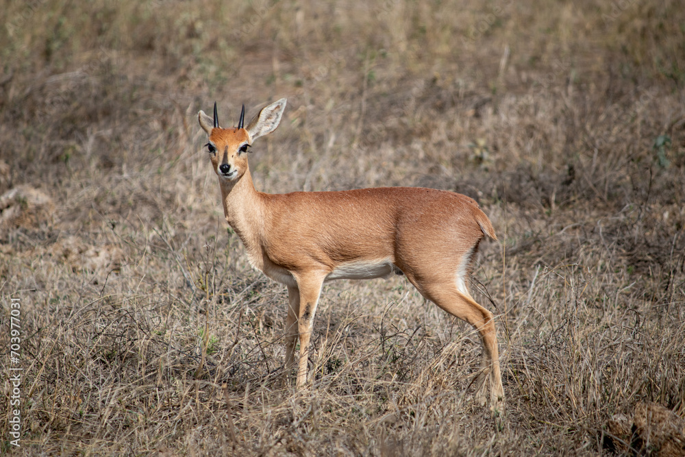 Portrait of a wild steenbok at Kruger national park, South Africa Portrait of a wild steenbok at Kruger national park, South Africa