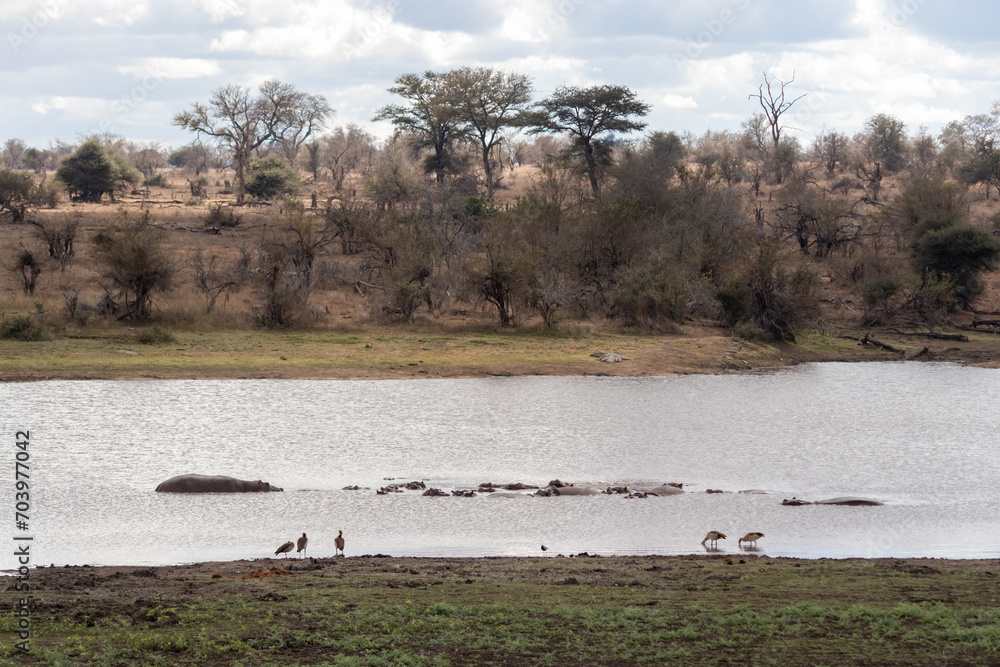 Herd of hippos in the water, Kruger national park, South Africa Herd of hippos in the water, Kruger national park, South Africa