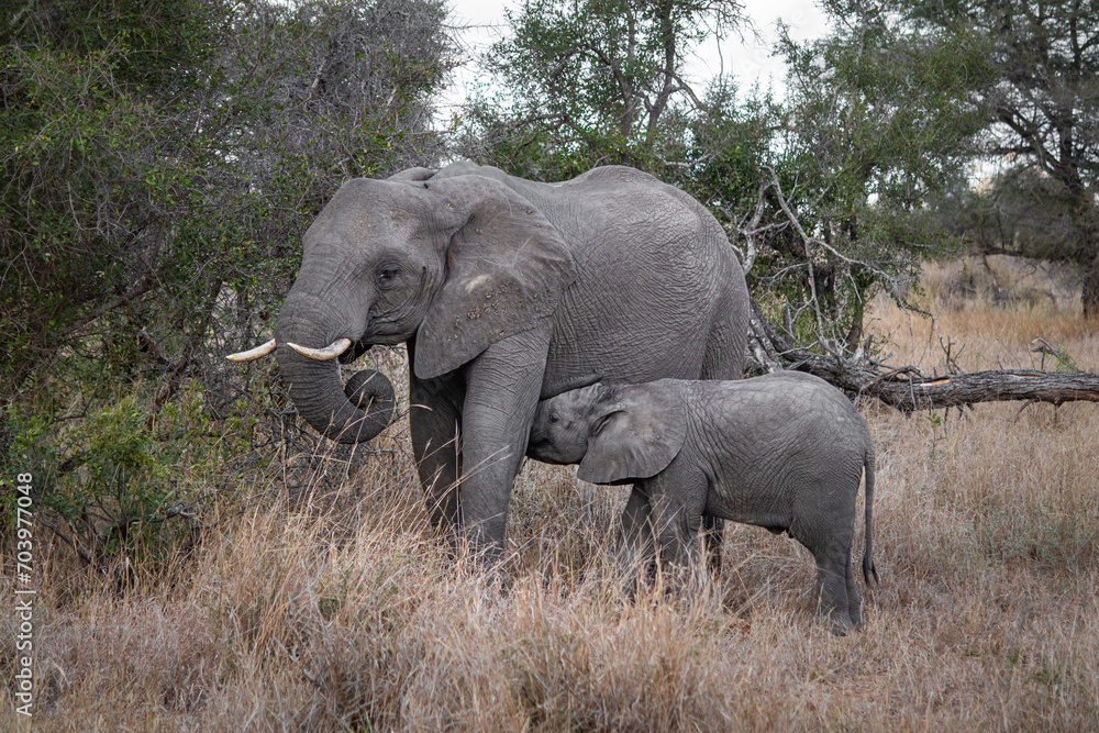 Fototapeta premium Baby elephant sucking from the mother, Kruger national park, South Africa