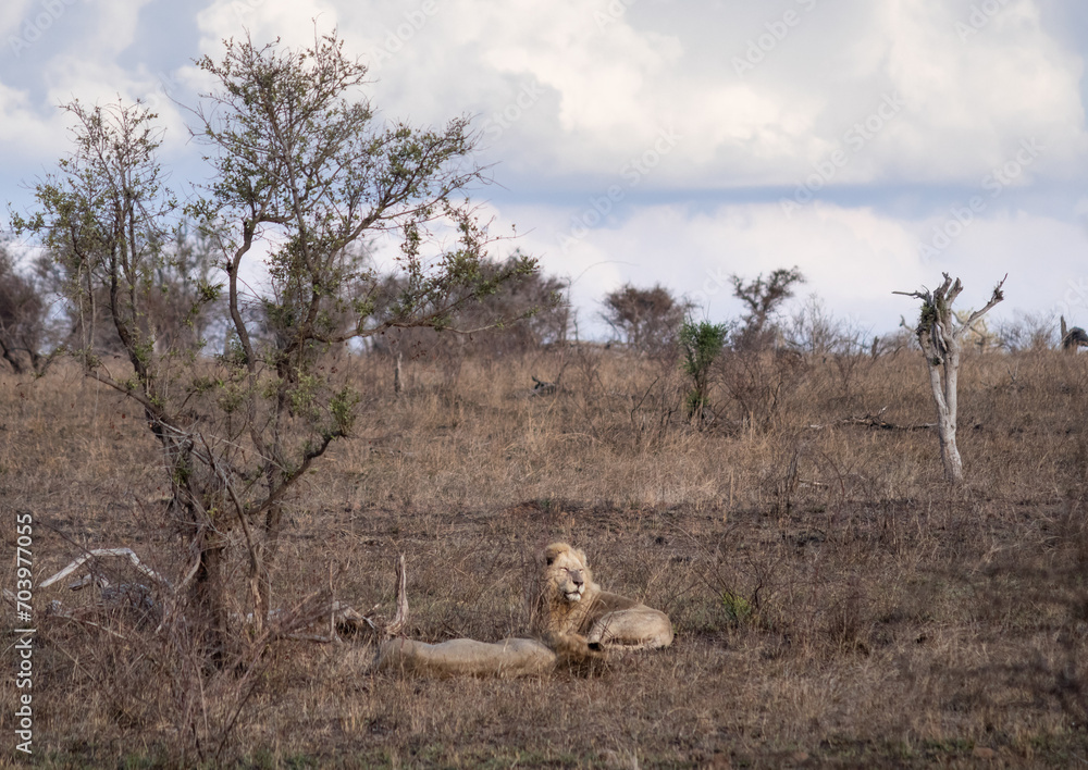 Fototapeta premium Two male lions resting, Kruger national park, South Africa