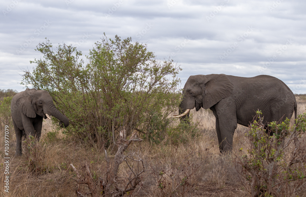 Obraz premium Two wild elephants eating tree branches brom a bush, Kruger national park, South Africa