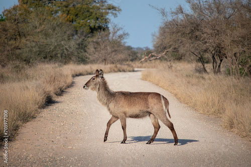 Photography Female waterbuck antelope crossing a road, Kruger national park, South Africa