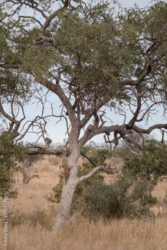 Two leopard cubs in the wild climbing on a tree, Kruger national park, South Africa