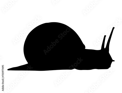 Snail, Seafood silhouette vector art white background