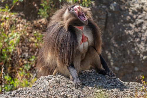 Canvas Print Gelada monkey opening its mouth wide to bear its teeth, Simien Mountains Nationa
