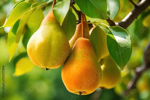 Ripe pear fruits on a branch of a tree with green leaves, in an orchard. Image for advertising, banner