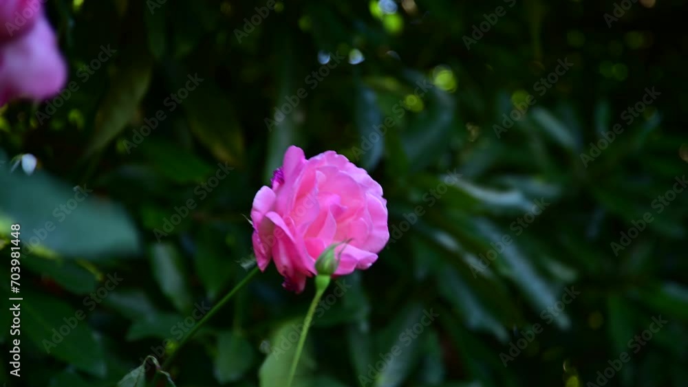 風に揺れる薔薇園のバラ 風に揺れる薔薇園のバラ
