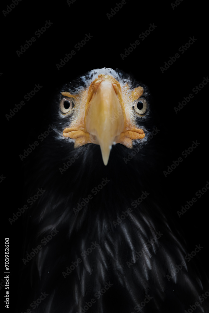eastern eagle eastern eagle