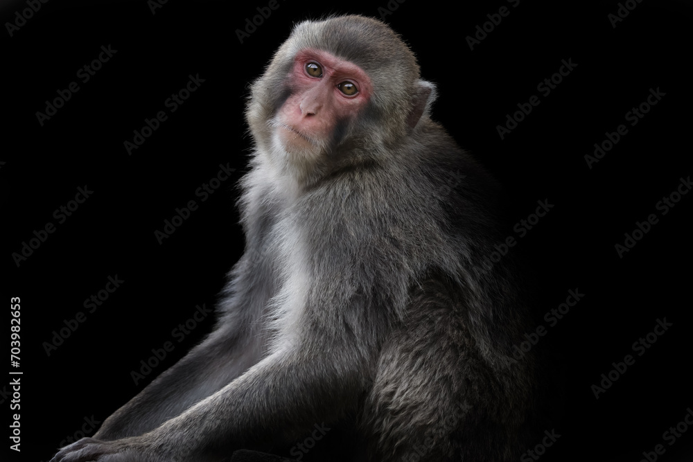 Fototapeta premium Monkey