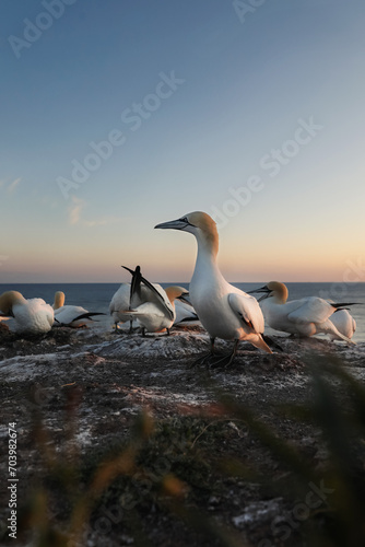 Gannet