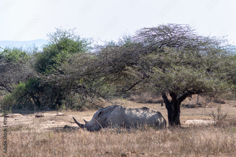 Fototapeta premium Rhino with horns sleeping under a tree, Hluhluwe–iMfolozi Park, South Africa