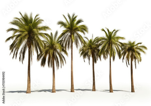 a variety of tropical trees that are in a row on a white background
