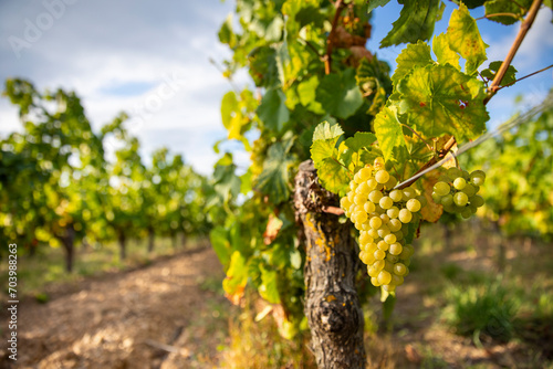 Grappe de raisin blanc type Chardonnay dans les vignes au soleil.