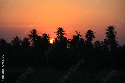 Sunset over coconut tree, sunset view