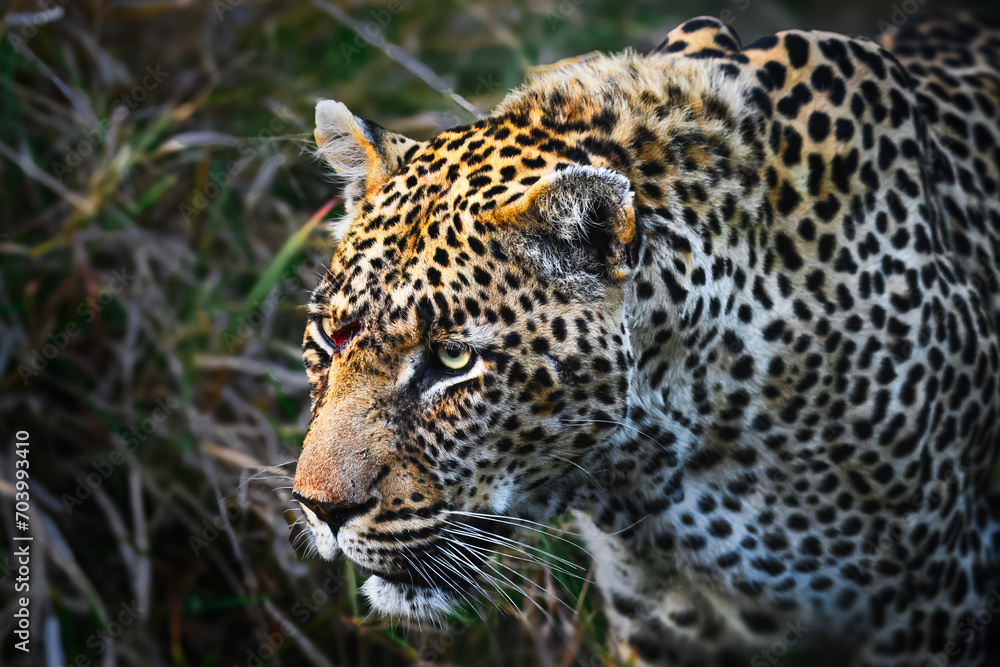 prowling leopard prowling leopard