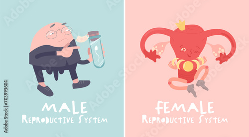 Male and female reproductive systems. Cartoon characters in a flat style.