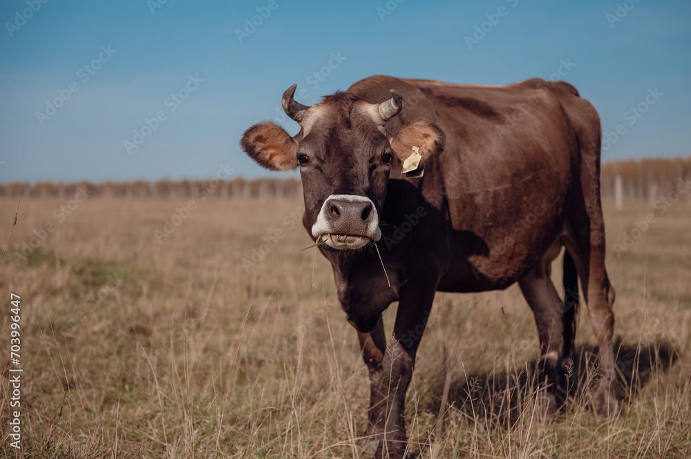 brown cow eats fresh grass on a field against a background of blue sky close-up
