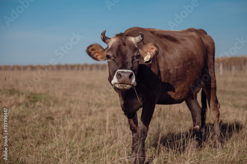 Wallpaper Mural brown cow eats fresh grass on a field against a background of blue sky close-up Torontodigital.ca