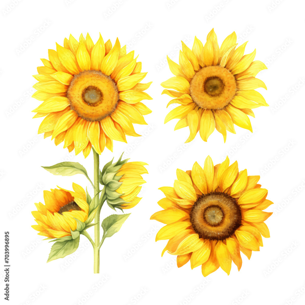 watercolor painting of sunflower four collection