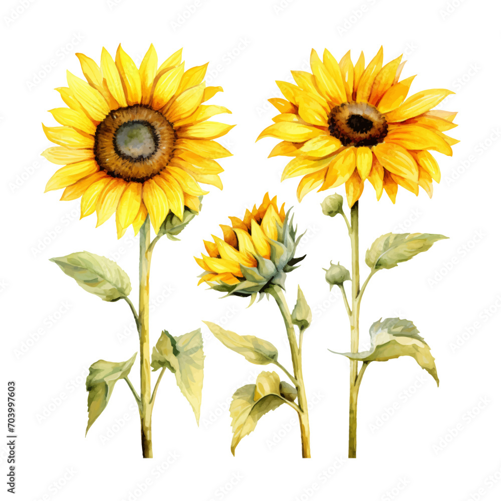 Obraz premium watercolor painting of sunflower four collection