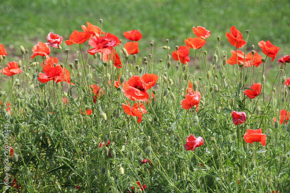 Fototapeta premium Flowering wild poppy (Papaver rhoeas)