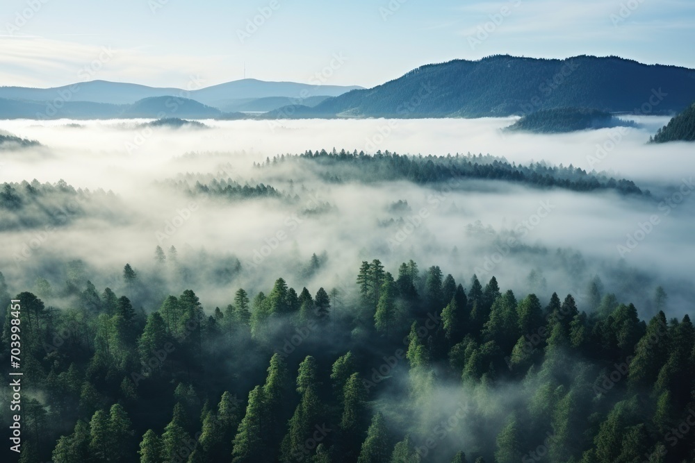  a forest filled with lots of green trees covered in a blanket of low lying fog in the middle of a forest filled with lots of green trees covered in with lots of fog.