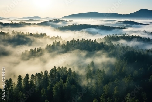  a forest filled with lots of tall trees covered in a blanket of fog and smoggy clouds as the sun shines in the distance over the top of the tops of the trees.